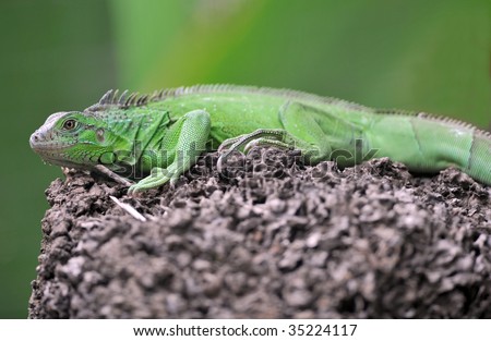 green iguana, juvenile male on volcanic rock, selva verde, costa rica, latin america. exotic vibrant colored lizard dinosaur in lush tropical latina jungle rainforest