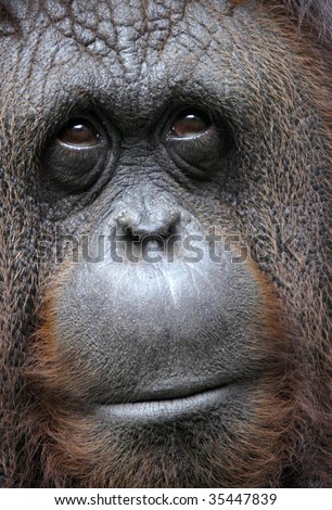 orangutan close up of face showing thoughtful expression, sepilok reserve, borneo, south east asia. orange monkey full frame macro mammal primate
