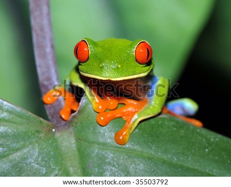 red eyed green tree or gaudy leaf frog on banana leaf, dominical, costa rica, latin america. exotic amphibian in lush vibrant tropical jungle