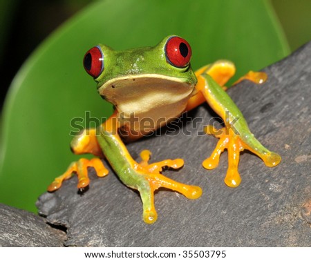 beautiful curious red eyed green tree or gaudy leaf frog sitting wood, corcovado, costa rica, latin america. exotic amphibian full frame macro close up rainforest treefrog tropical  jungle