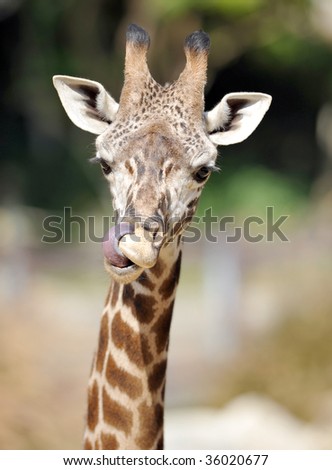 baby reticulated giraffe licking nose with long tongue