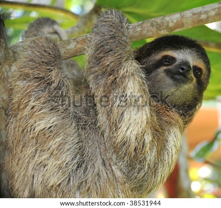 three toed sloth, male juvenile, cahuita, costa rica, latin america, exotic mammal in tropical jungle setting