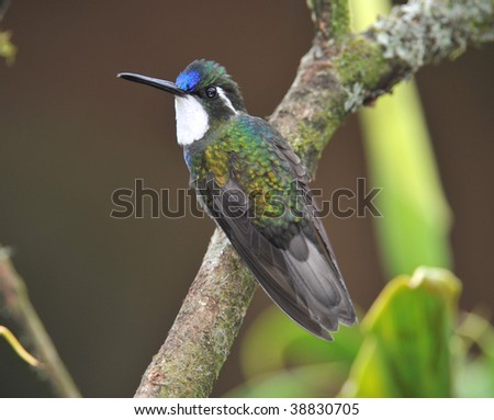 white throated mountain gem male resting on tree, costa rica. exotic tropical bird colorful in jungle rainforest setting