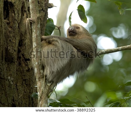sleeping two toe sloth in tree, cahuita, caribbean side, costa rica, central america