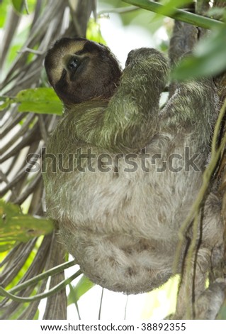 three toe sloth sleeping upright in tree, costa rica