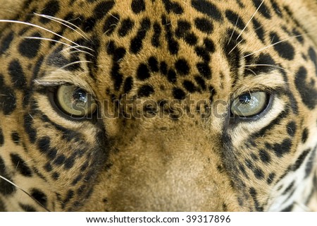 close up full frame penetrating eyes of a central american jaguar or panthera onca, pantanal, brazil, south america , beautiful exotic big cat or feline similar to leopard