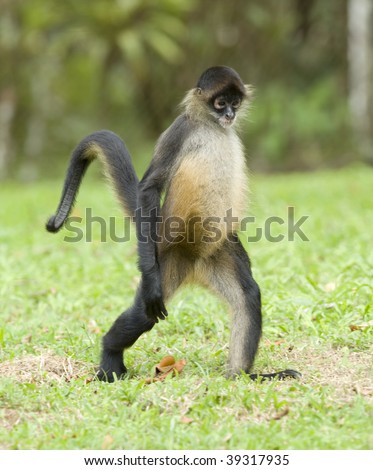 central american spider monkey adult walking on ground, guanacaste, costa rica