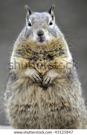 close up of curious brown ground squirrel