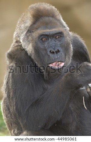 African Adult Female Western Lowlands Gorilla With Mouth Open Stock ...