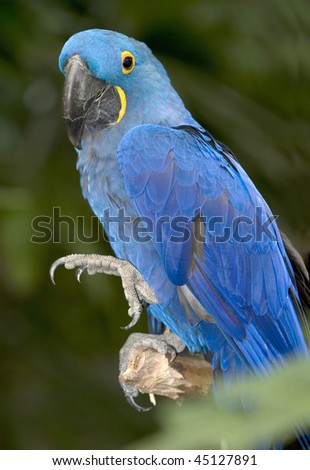 three quarter length picture beautiful hyacinth macaw found in brazilian pantanal, south america. exotic blue parrot bird in tropical jungle rainforest