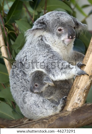 Adult Female Australian Koala Bear Mother With Male Joey Clutching Her ...