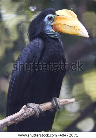 wrinkled hornbill, female adult, close up showing magnificent beak, black parrot toucan bird, malaysia