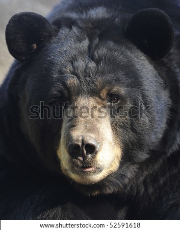 american black bear male adult close up full frame of big furry head face, california. large predator similar brown or grizzly kodiak bear.