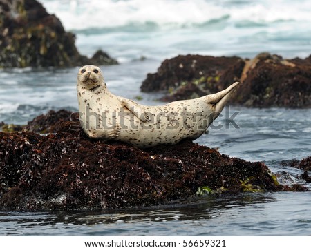 california harbor seal laying on rock, big sur, california