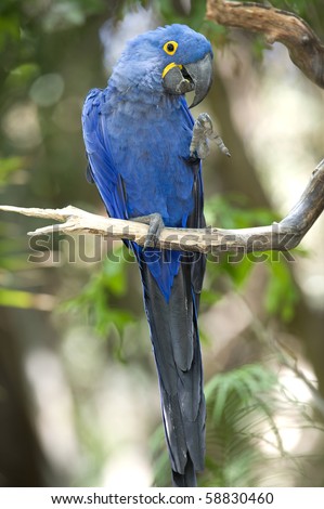 Hyacinth macaw playing in tree, pantanal, brazil, blue bird parrot