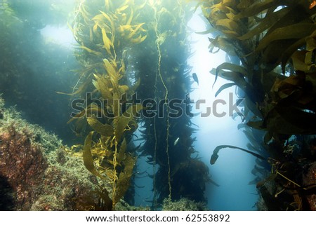 vibrant underwater giant kelp forest , anacapa , channel islands, california, ocean plants seaweed