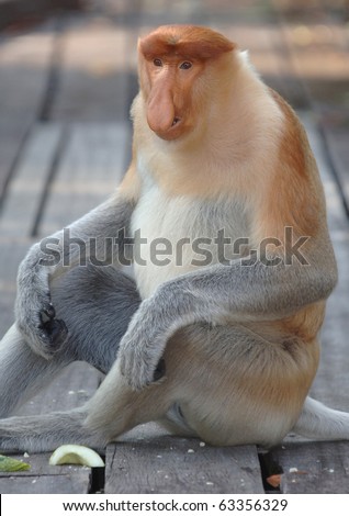 male juvenile probiscis monkey, borneo, south east asia