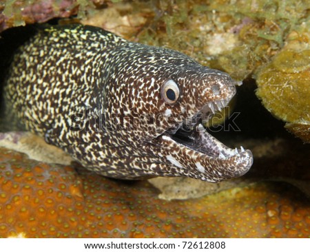exotic spotted moray mouth open showing teeth on reef, roatan, honduras, underwater ocean sea snake eel coral