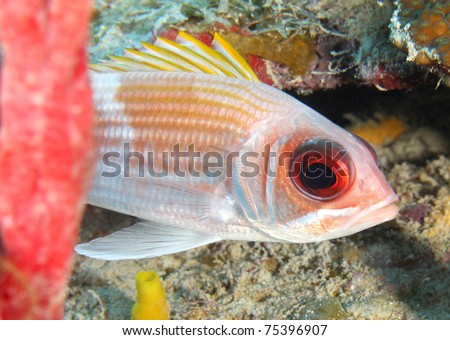 close up reef fish with big eyes, roatan, honduras, underwater ocean
