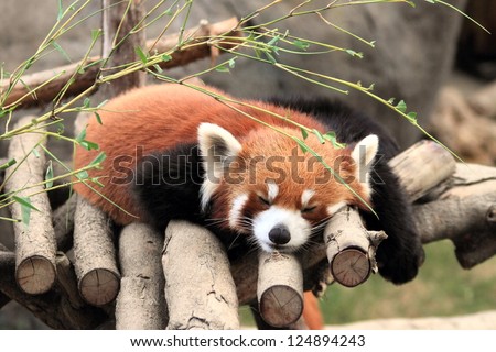 red panda, endangered animal in Hong Kong Ocean Park