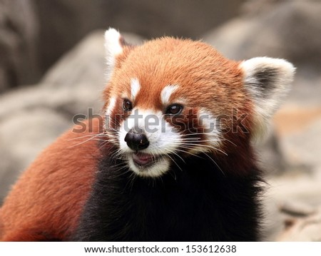 red panda, endangered animal in Hong Kong Ocean Park
