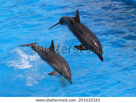 dolphins jumping out of water