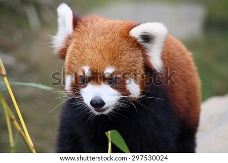 lovely red panda, endangered animal, China