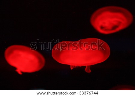 sea jellies that resemble aliens in Hong Kong Ocean Park
