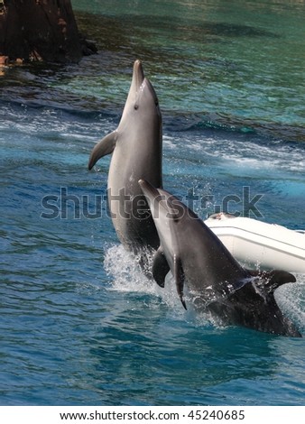 jumping dolphins in Gold Coast, Australia