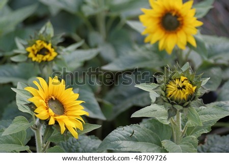 sunflowers in four different stages of growth