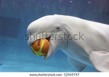 HAMADA - NOVEMBER 24: Trained white whale or beluga performed ball game show in Hamada aquarium, on November 24, 2008 in Hamada, Japan