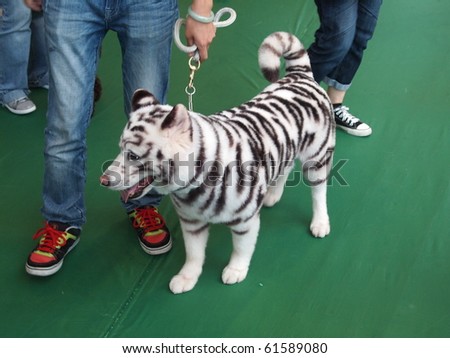HONG KONG- AUGUST 1: A dog is painted like a white tiger for exhibition at the annual pet expo held in Asia World Expo on 1 August, 2010 in Hong Kong, China