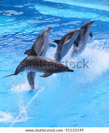 group of little dolphins jumping out of water