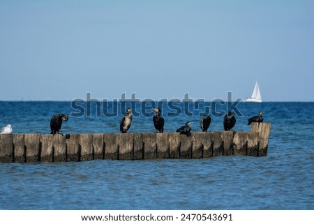 Similar – Foto Bild Kormorane sitzen auf Buhnen in der Ostsee