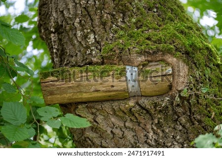 Similar – Image, Stock Photo Ingrown bark Wood