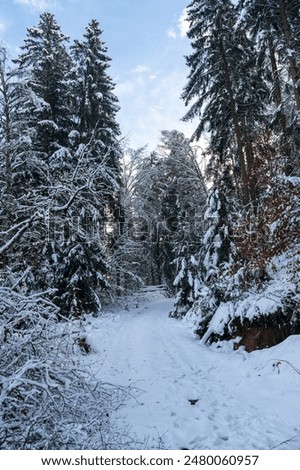 Similar – Image, Stock Photo Snowed in are paths, streams, bridges and forests. A pack of deer is looking for food and water.