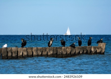 Similar – Foto Bild Kormorane sitzen auf Buhnen in der Ostsee