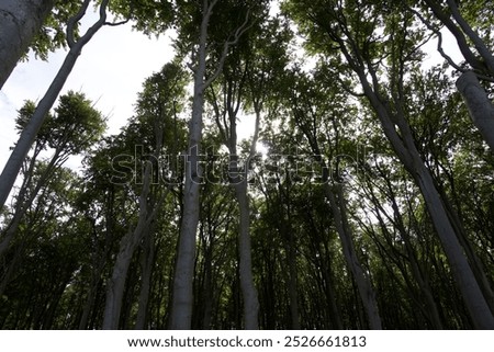 Similar – Foto Bild Gespensterwald in Nienhagen im Frühling mit Blick in die Baumkronen III