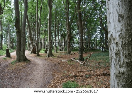 Similar – Foto Bild Gespensterwald in Nienhagen im Frühling mit Blick in die Baumkronen III