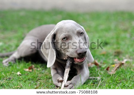 Beautiful grey puppy bitting a wooden stick