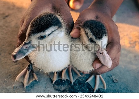 Foto Bild zwei kleine Entlein auf den Händen. kleine gelbe Entlein in den Händen der Frau. Nahaufnahme, mit verschwommenem Hintergrund, im Freien