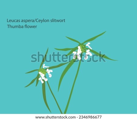 Leucas aspera or Ceylon slitwort, also called Thumba flower, Symbols of Onam festival in Kerala, India, Vector illustration,