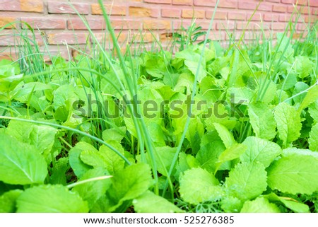 Similar – Image, Stock Photo platation of organic lettuce in home