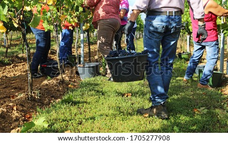 Manual grape harvesting, hand harvesting Imagine de stoc © 
