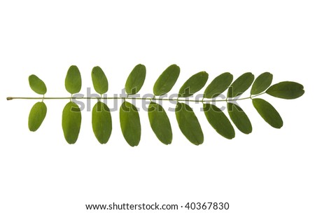 High Resolution Leaf Of Acacia Isolated On White Stock Photo 40367830 ...