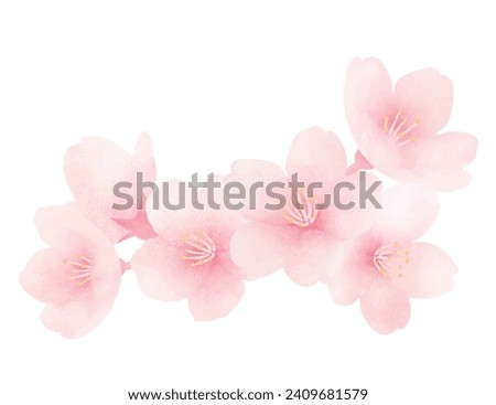 Cherry blossoms in full bloom. Cute hand painted spring flower. Watercolor illustration.