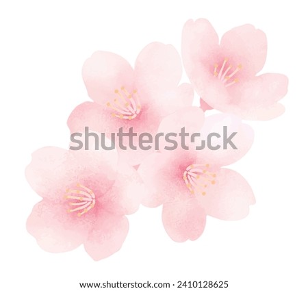 Cherry blossoms in full bloom. Cute hand painted spring flower. Watercolor illustration.