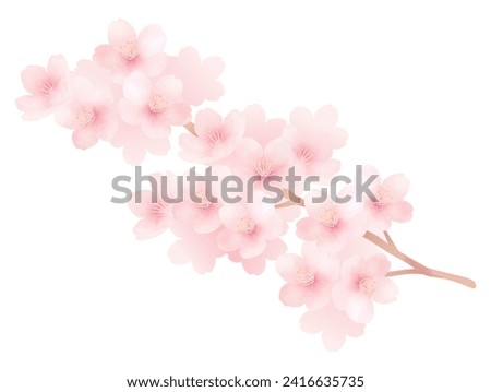 Watercolor illustration of cherry blossoms in full bloom. Cute spring flower material.