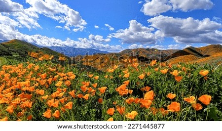 Similar – Image, Stock Photo Landscape with blooming poppy flowers against blue sky