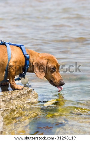 A miniature Dachshund at the edge of a lake, taking a drink, caught with his tongue out.